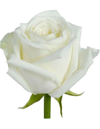 Белая роза на похороны
